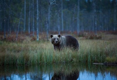 Poster Ursus arctos. De bruine beer is het grootste roofdier in Europa. Hij woont in Europa, Azië en Noord-Amerika. Wildlife of Finland. Gefotografeerd in Finland-Karelië. Mooie foto. Van het leven van Th