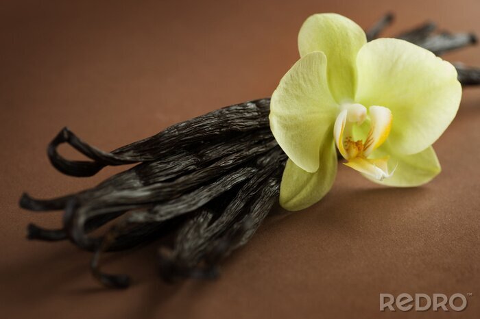 Poster Vanillestokjes en bloem