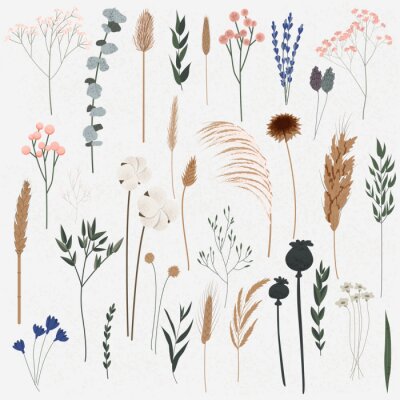Poster Vector set of boho plants. Beautiful hand drawn wild grass and flowers. Collection of floral elements: pampas grass, poppy heads, lavander, cotton and other. Stylish flat elements for your design