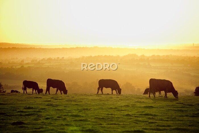 Poster Vee in de wei bij zonsondergang