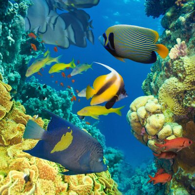 Veelkeurige vissen en koraalrif