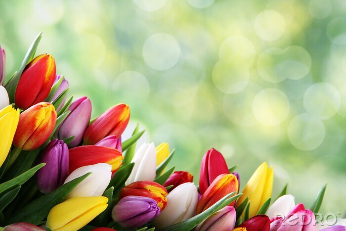 Poster Veelkleurige tulpen op een groene achtergrond