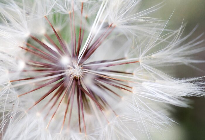 Poster Veld bloemen close-up op lichte bloemblaadjes