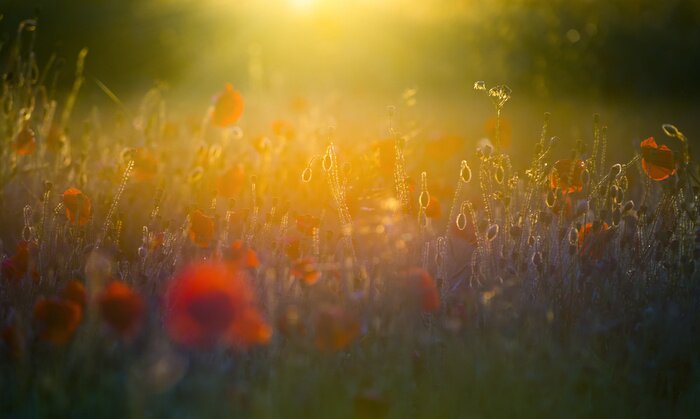 Poster Veld bloemen idyllische ansichtkaart