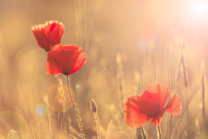 Poster Veld bloemen zomer landschap