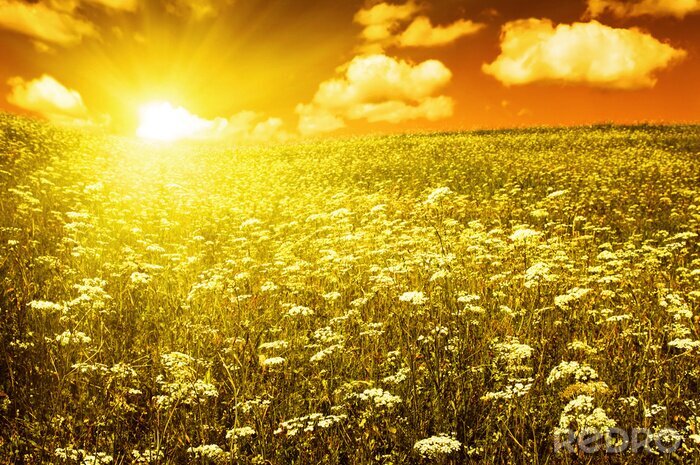 Poster Veld en zonsondergang in gele tinten