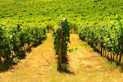 Veld met bloeiende druiven