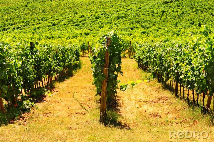 Poster Veld met bloeiende druiven