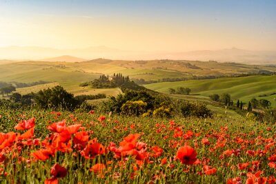 Veld met klaprozen in een prachtig Toscaans landschap