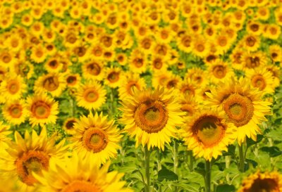 Veld met zonnebloemen in de Provence