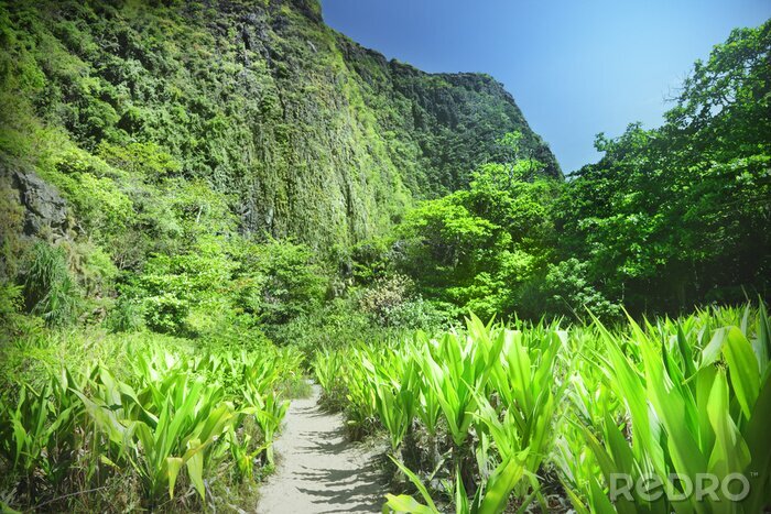 Poster Veld van groene planten