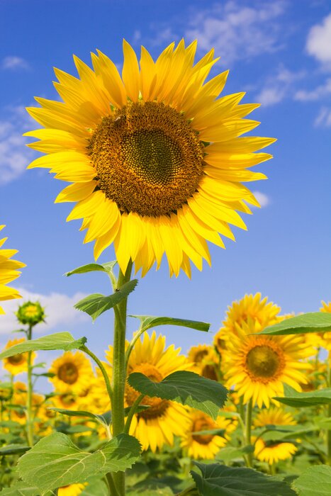Poster Veldbloemen die de zon onder ogen zien
