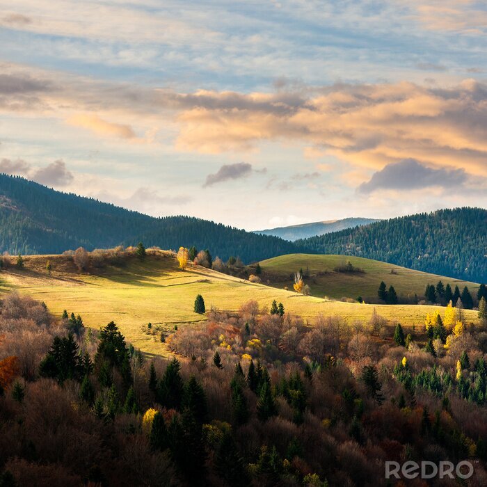 Poster Velden en bossen op een achtergrond met een landschap