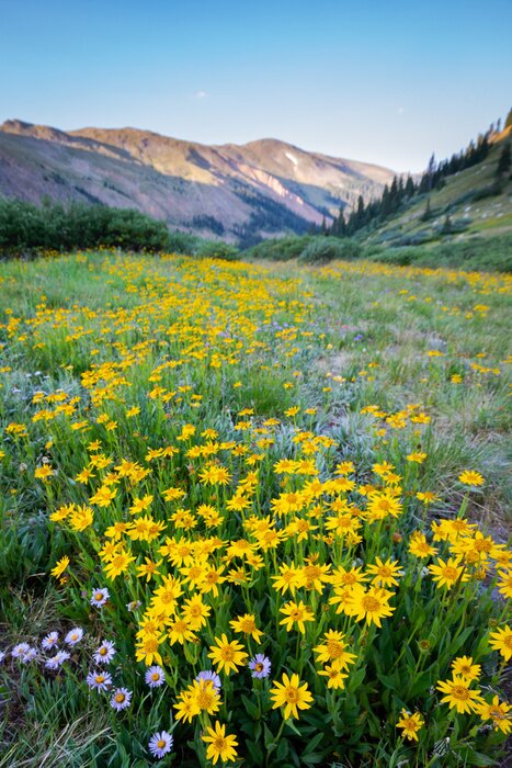 Poster Velden van Arnica