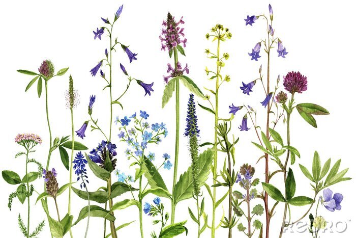 Poster Veldplanten