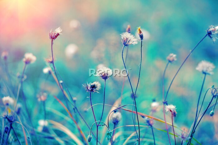 Poster Veldstengels en grassen op een turquoise achtergrond