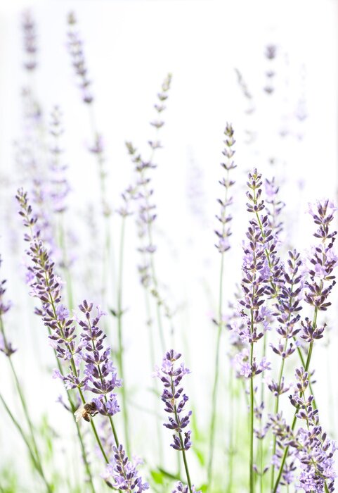 Poster Verdwijnende lavendeltakjes