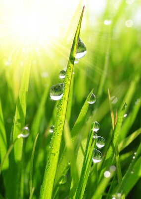 Sticker Vers gras met dauw druppels close up