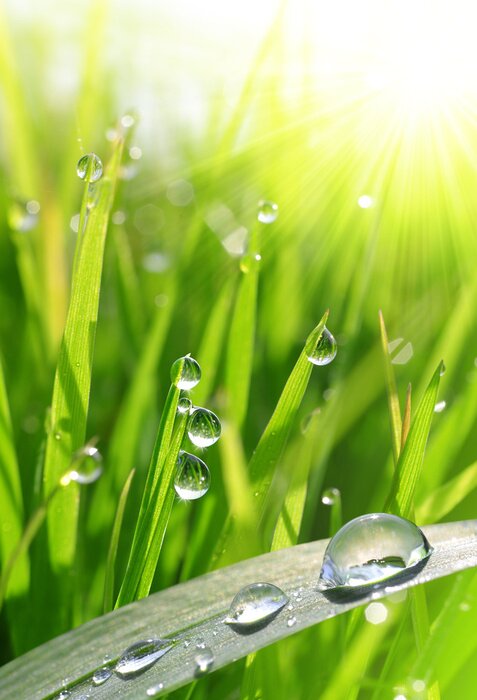 Poster Vers gras met dauw druppels close up