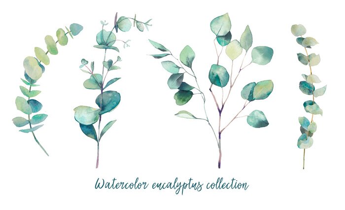 Poster Verschillende eucalyptus takken in pastelillustratie