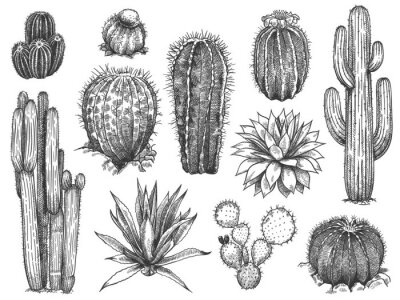 Poster Verschillende soorten cactussen
