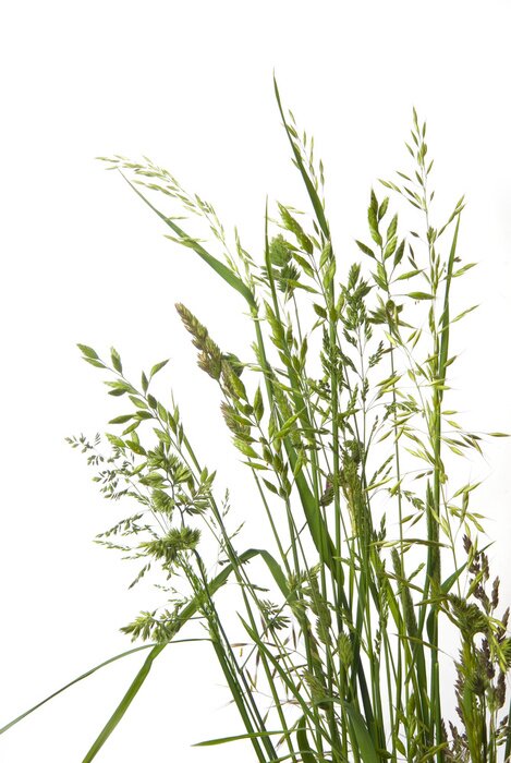 Poster verschillende soorten gras op wit