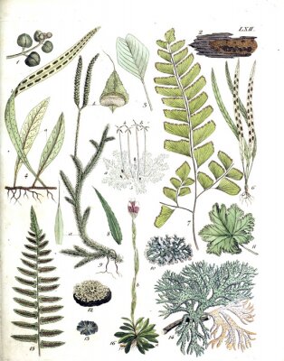 Poster Verschillende soorten planten in groentinten