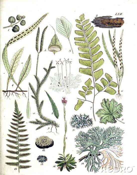 Poster Verschillende soorten planten in groentinten