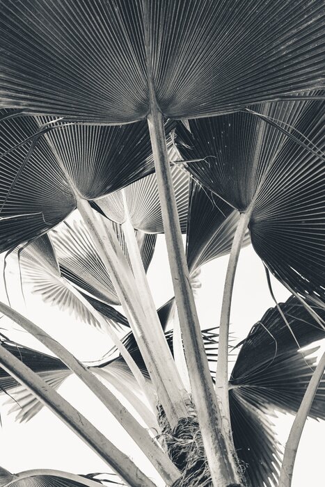 Poster Verse bananenbladeren op witte achtergrond