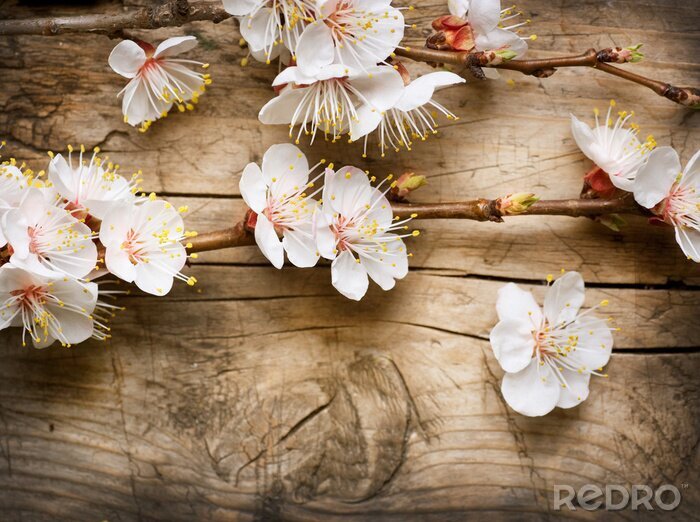 Poster Verse lentetakjes bloemen