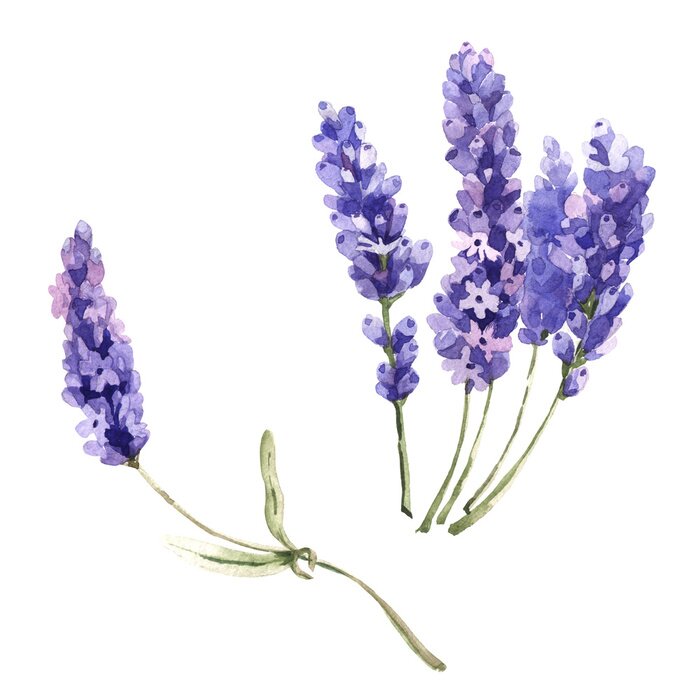 Poster Verspreide lavendeltakjes