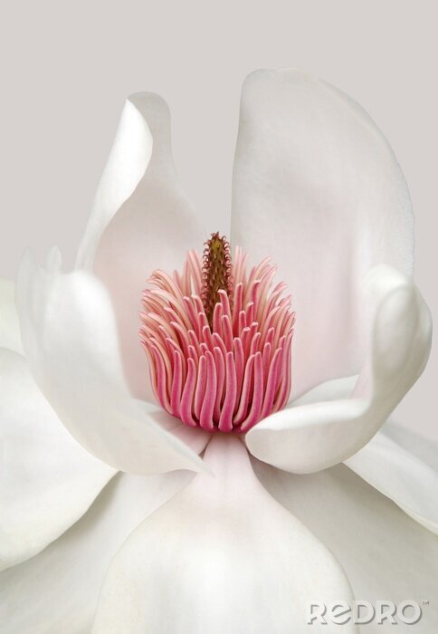 Poster Vertical illustration of a white flower with pink stamens