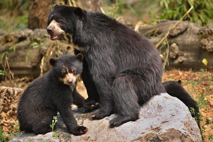 Poster Very rare and shy andean bear in nature habitat. Unique photo of  andean or spectacled bears. Tremarctos ornatus.