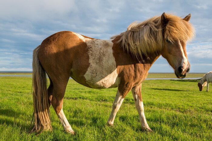 Poster Veulen tussen het groen