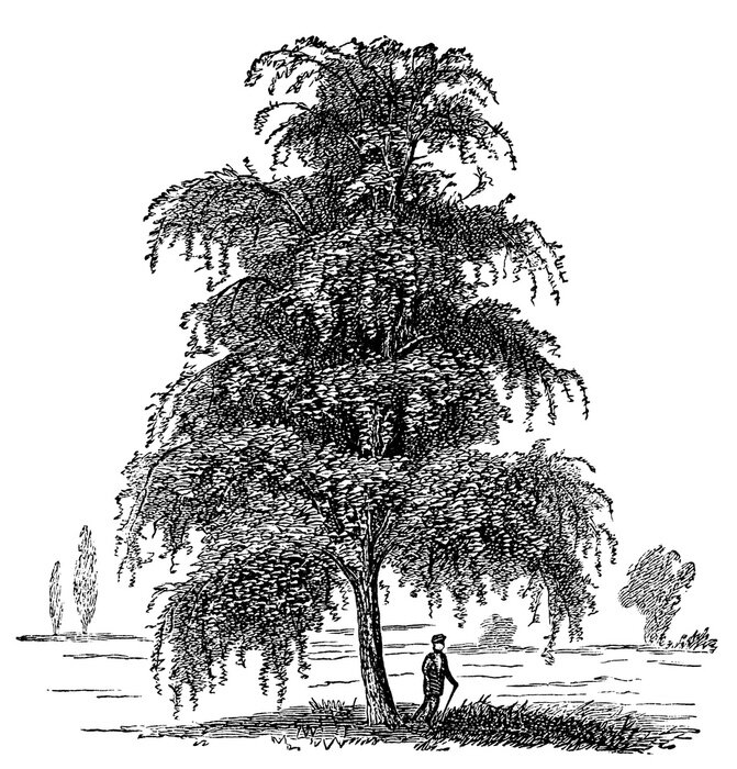 Poster victoriaanse gravure van een zilverberk