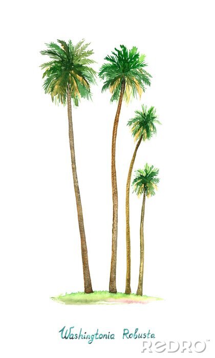 Poster Vier palmbomen op een witte achtergrond