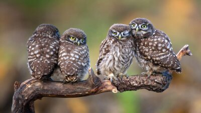Vier uilen op een tak