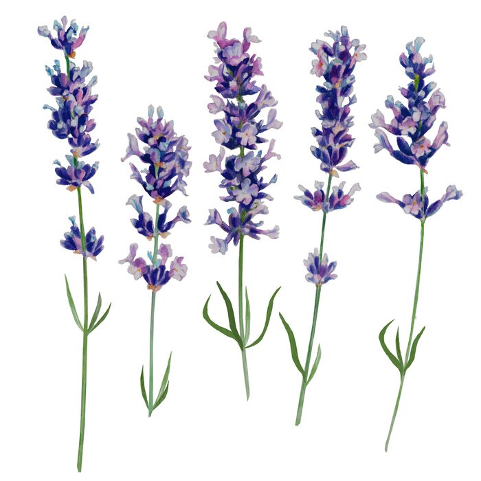 Poster Vijf delicate takjes lavendel