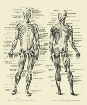 Poster Vintage anatomisch bord