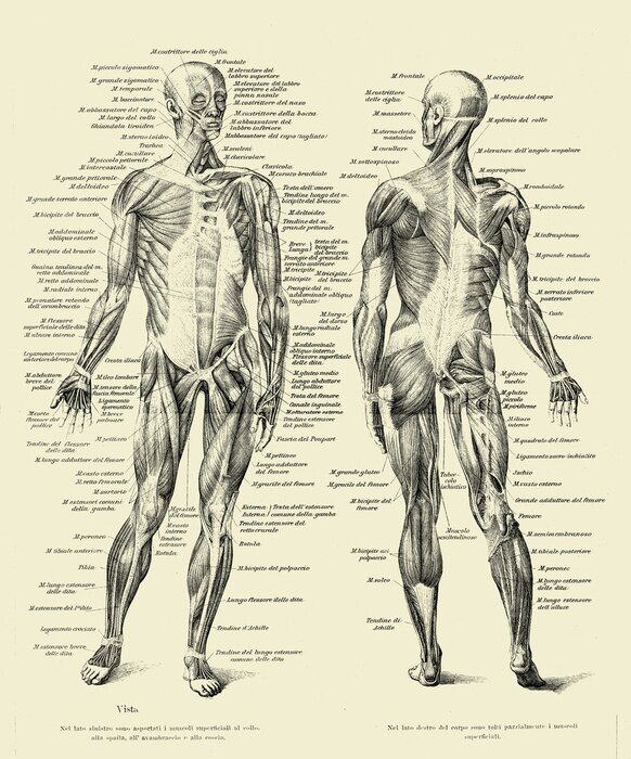 Poster Vintage anatomisch bord