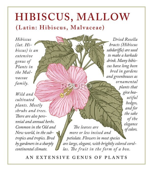 Poster Vintage hibiscusplant