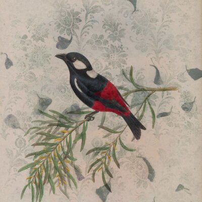Poster Vintage illustratie met een vogel