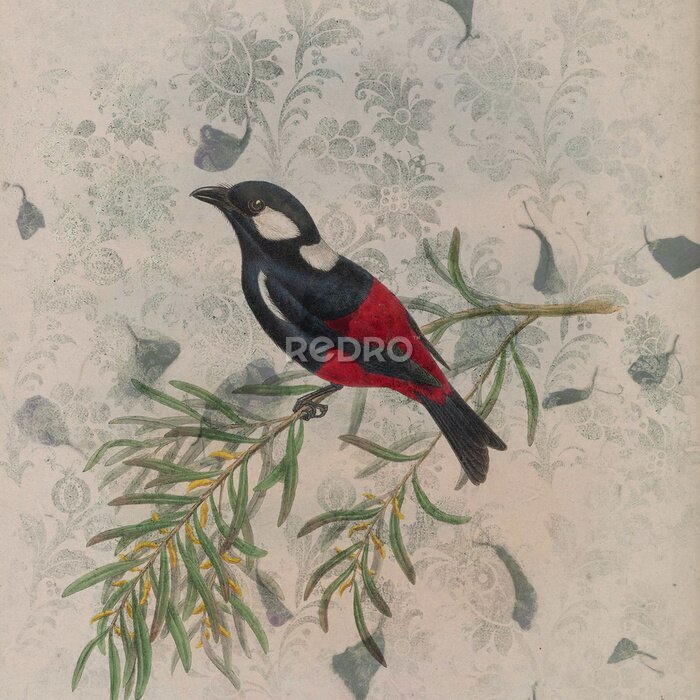 Poster Vintage illustratie met een vogel