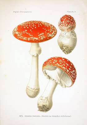 Poster Vintage illustratie paddenstoel