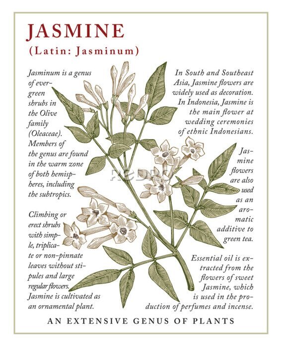 Poster Vintage jasmijnplant