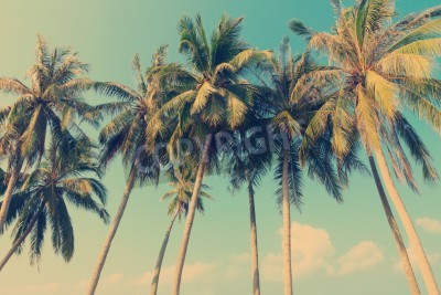 Poster Vintage kokospalmen