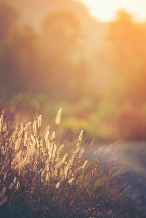 Poster Vintage photo of beautiful wild flower, sunset