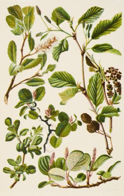 Poster Vintage planten van verschillende soorten illustratie