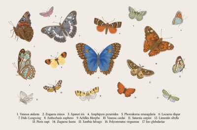 Poster Vintage vlinders