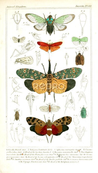 Poster Vintage vlinders illustratie